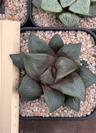 Haworthia ‘Black Hole’