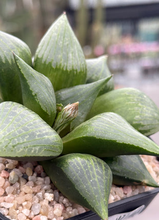 Haworthia ‘Amida’