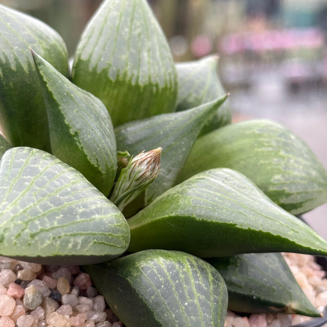 Haworthia ‘Amida’