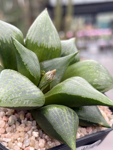 Haworthia ‘Amida’