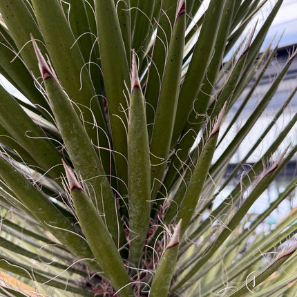 Yucca filifera