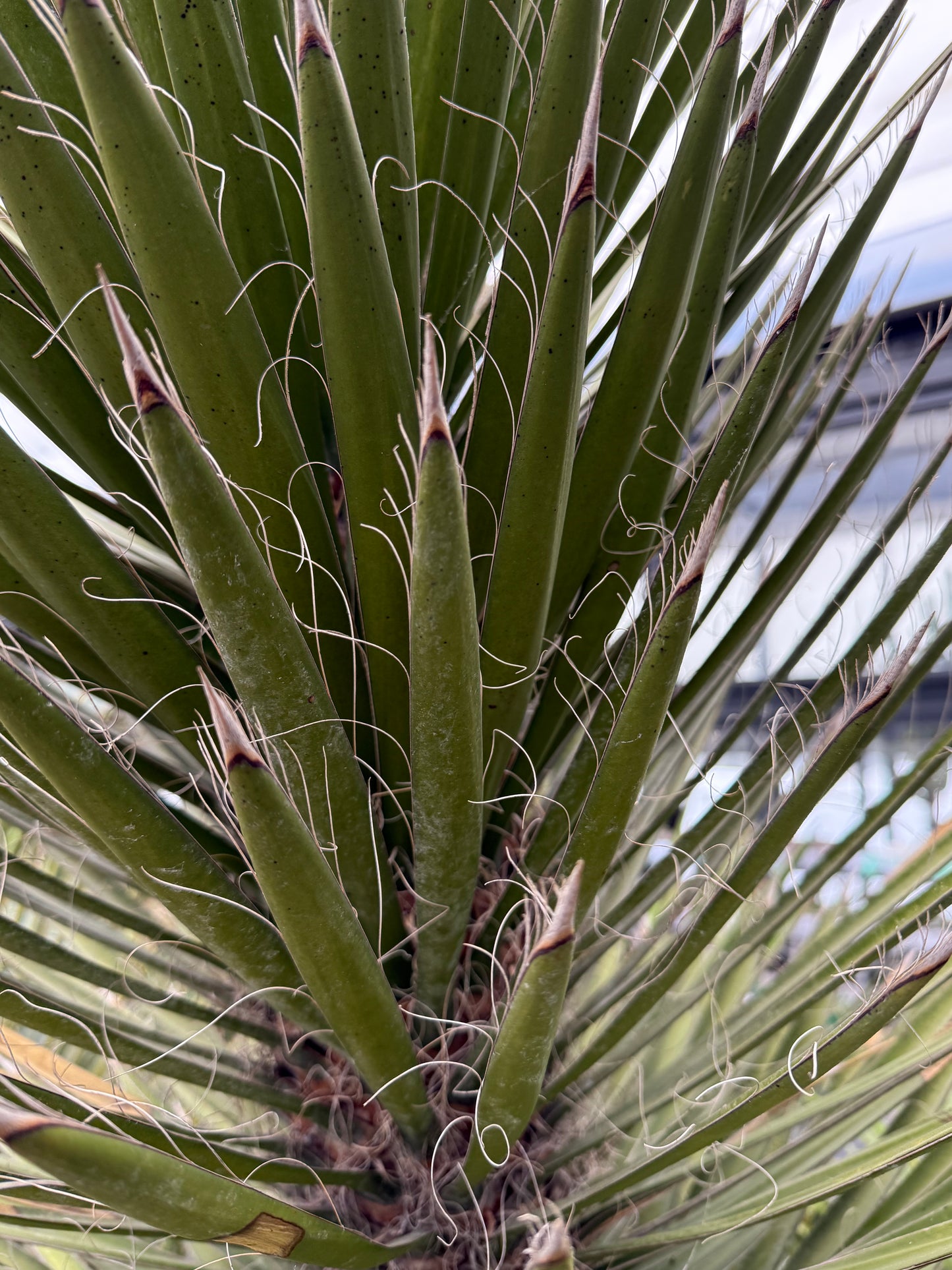 Yucca filifera