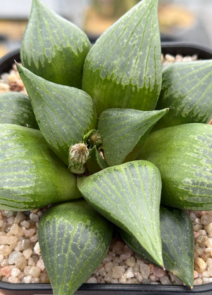 Haworthia ‘Amida’
