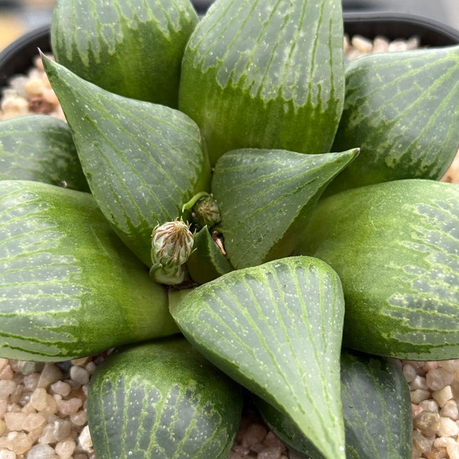 Haworthia ‘Amida’