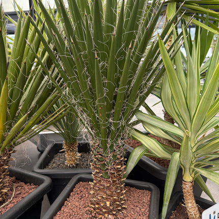 Yucca filifera