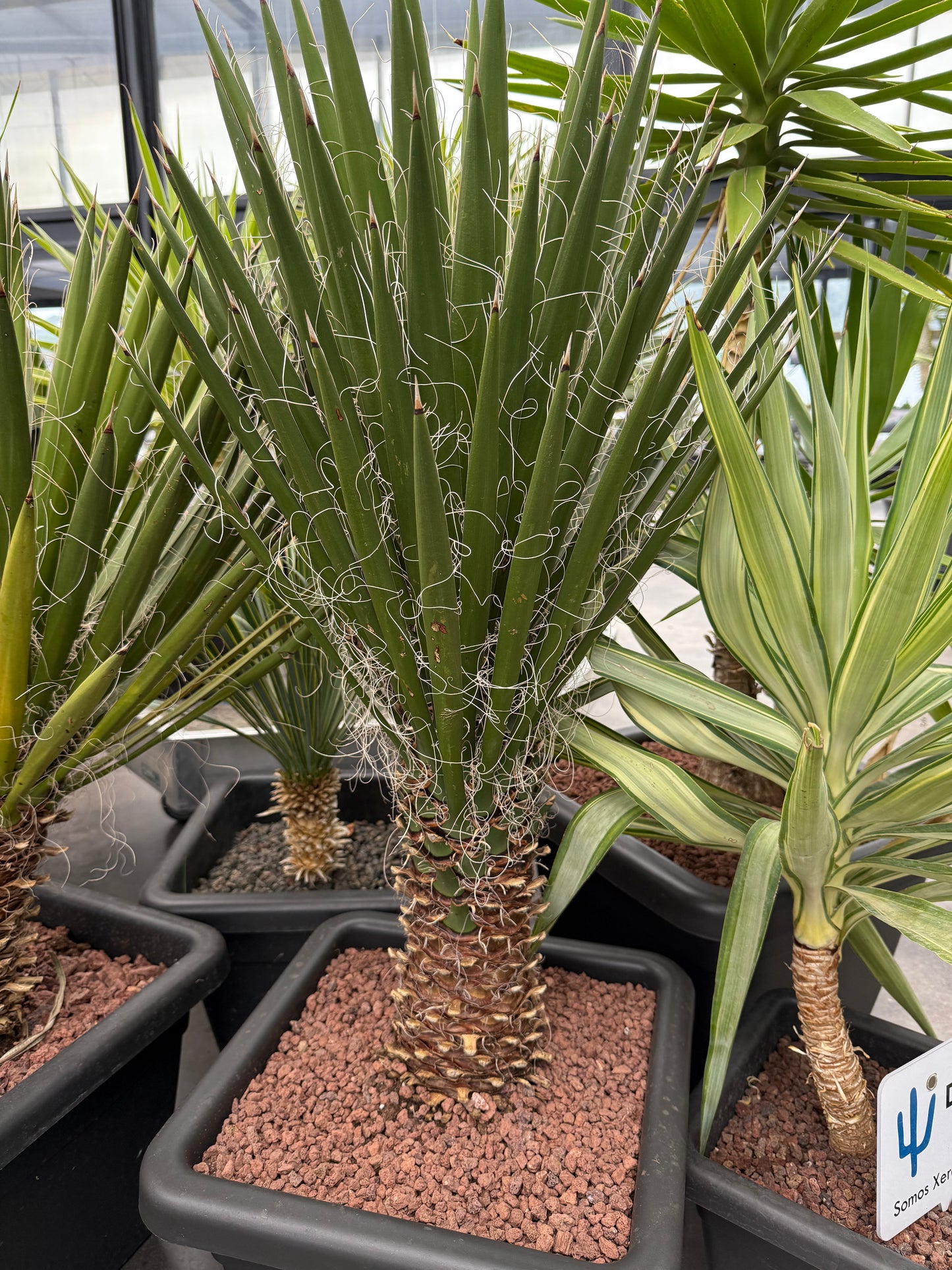 Yucca filifera