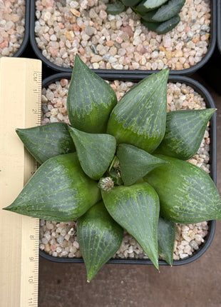 Haworthia ‘Amida’