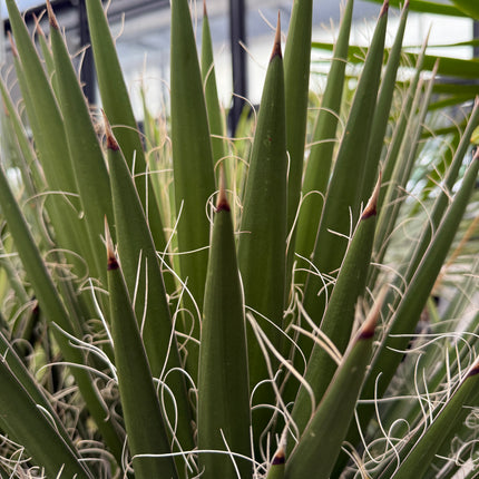 Yucca filifera