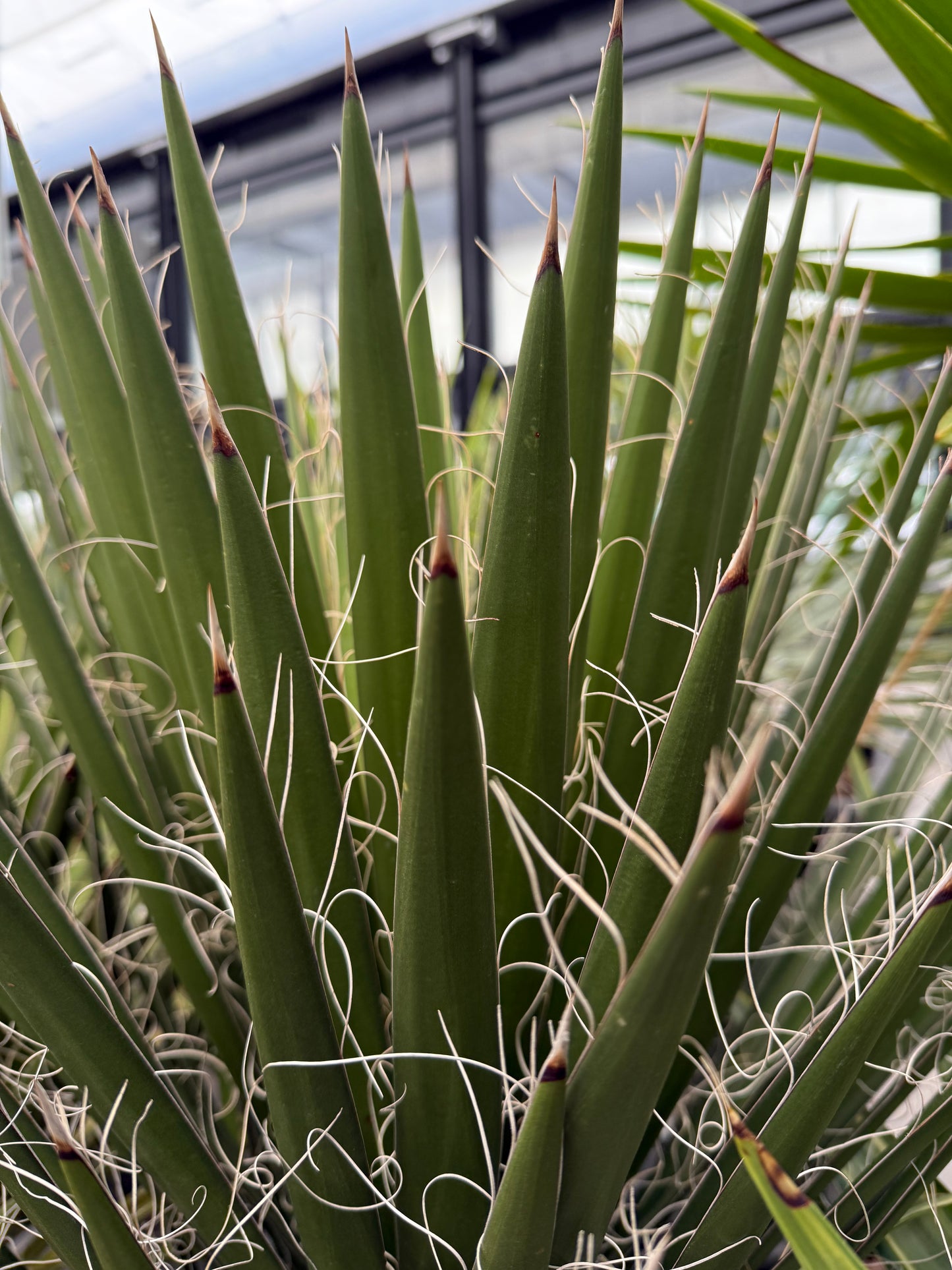 Yucca filifera