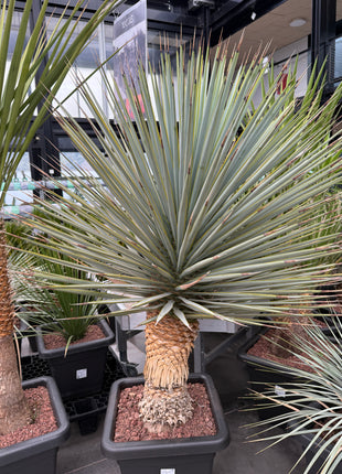 Yucca rigida