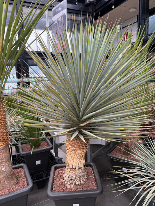 Yucca rigida