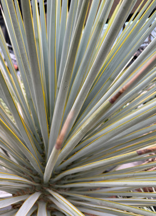 Yucca rigida