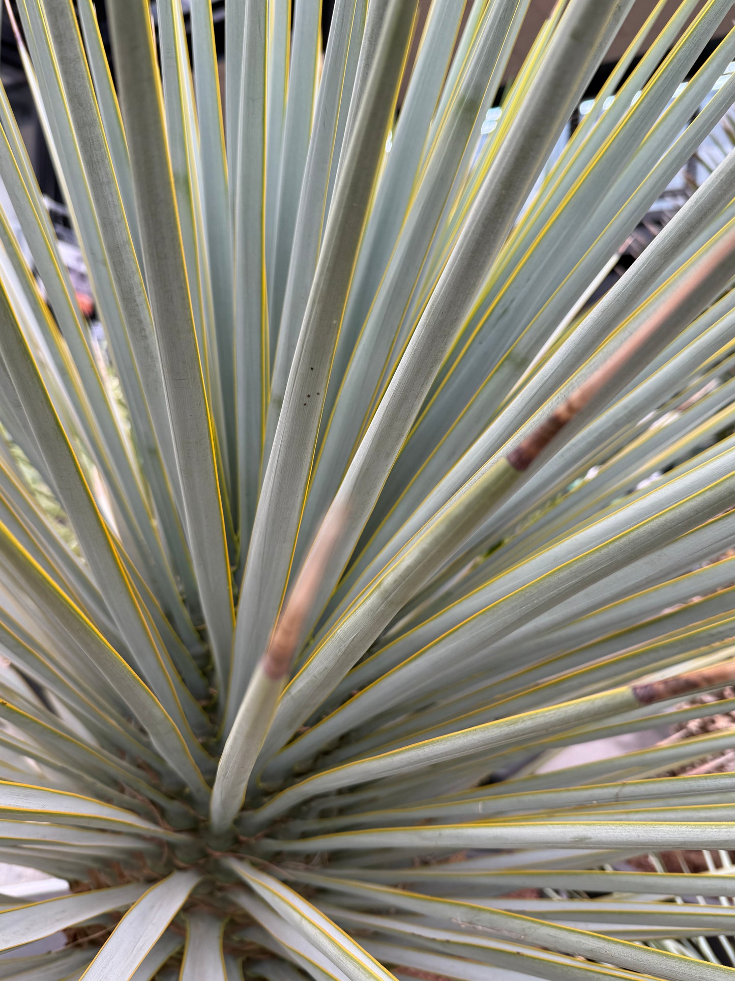 Yucca rigida