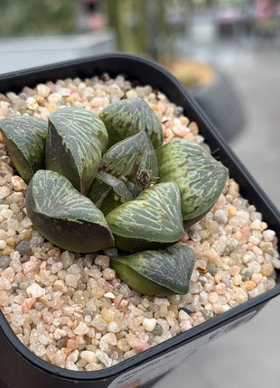 Haworthia ‘Teru Tiger’