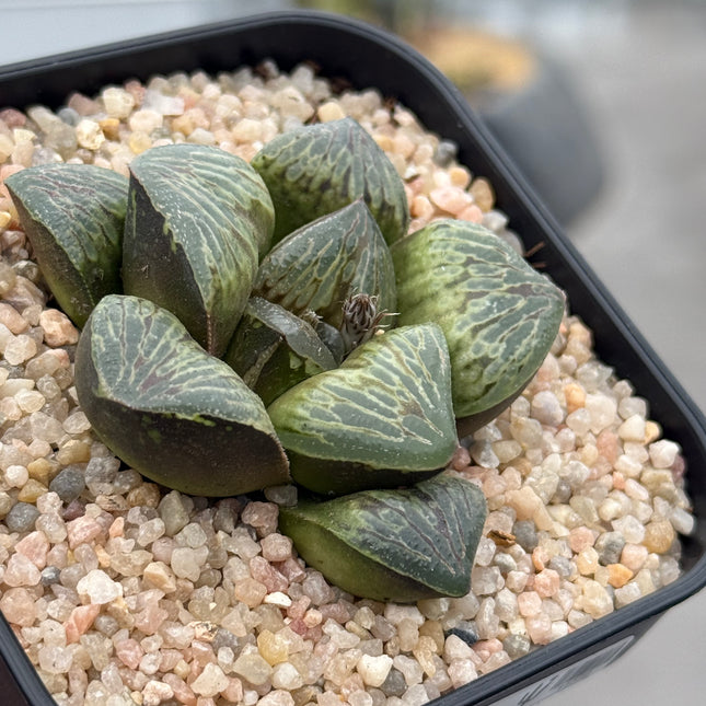 Haworthia ‘Teru Tiger’