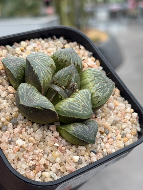 Haworthia ‘Teru Tiger’