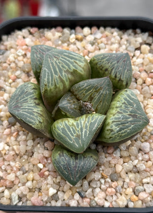 Haworthia ‘Teru Tiger’