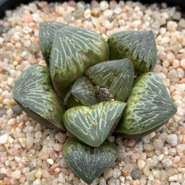 Haworthia ‘Teru Tiger’