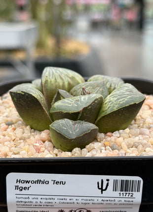 Haworthia ‘Teru Tiger’