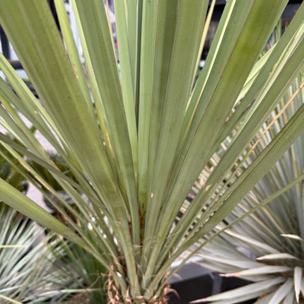 Yucca elephantipes