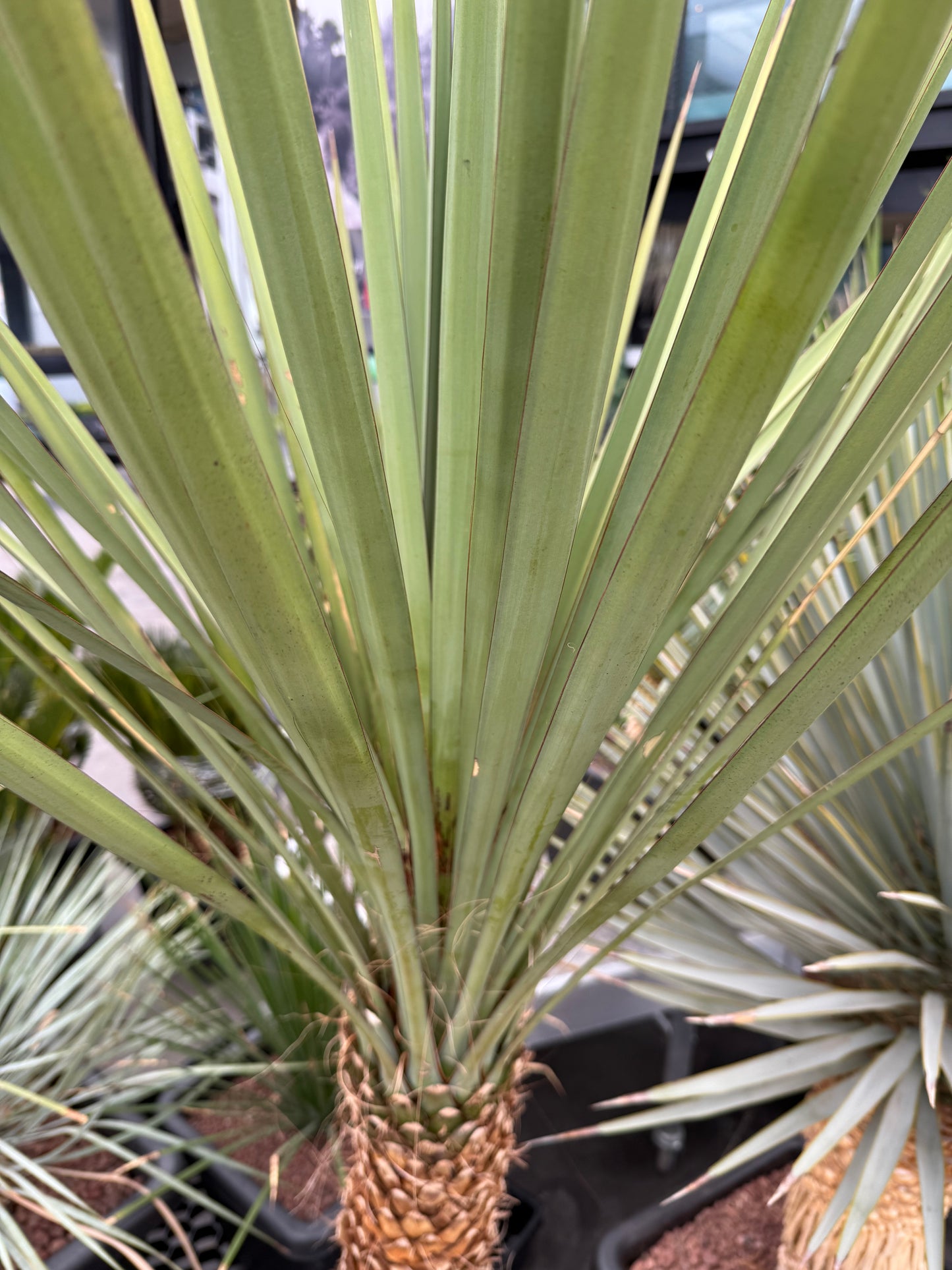 Yucca elephantipes