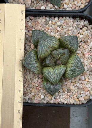 Haworthia ‘Teru Tiger’
