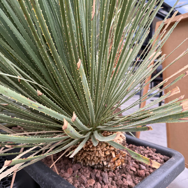 Dasylirion serratifolium