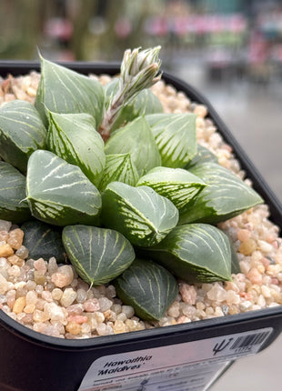 Haworthia ‘Maldives’