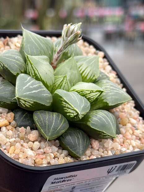 Haworthia ‘Maldives’