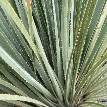 Dasylirion serratifolium