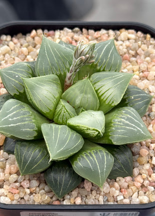 Haworthia ‘Maldives’