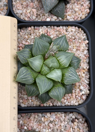 Haworthia ‘Maldives’