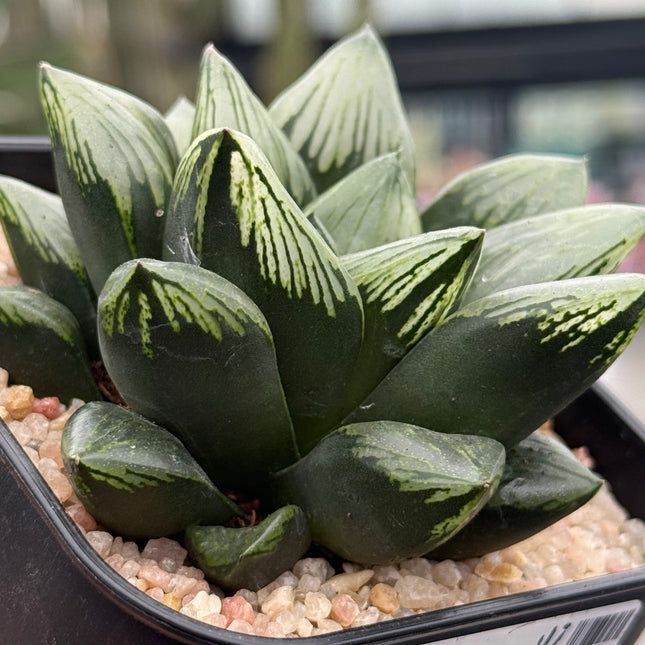 Haworthia ‘Ikeda Hannya’