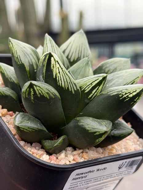 Haworthia ‘Ikeda Hannya’