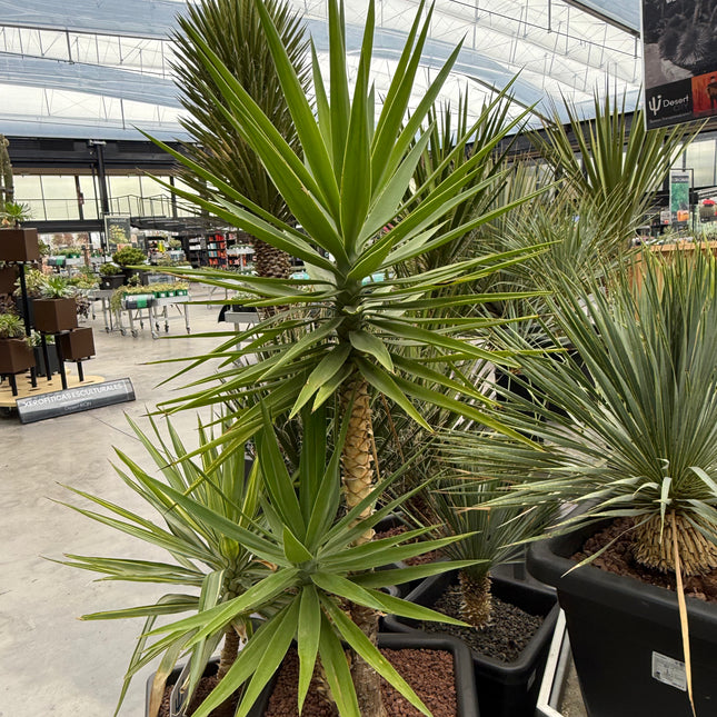 Yucca elegans