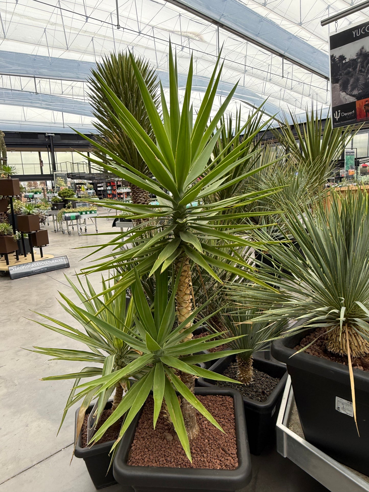 Yucca elegans