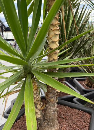 Yucca elegans