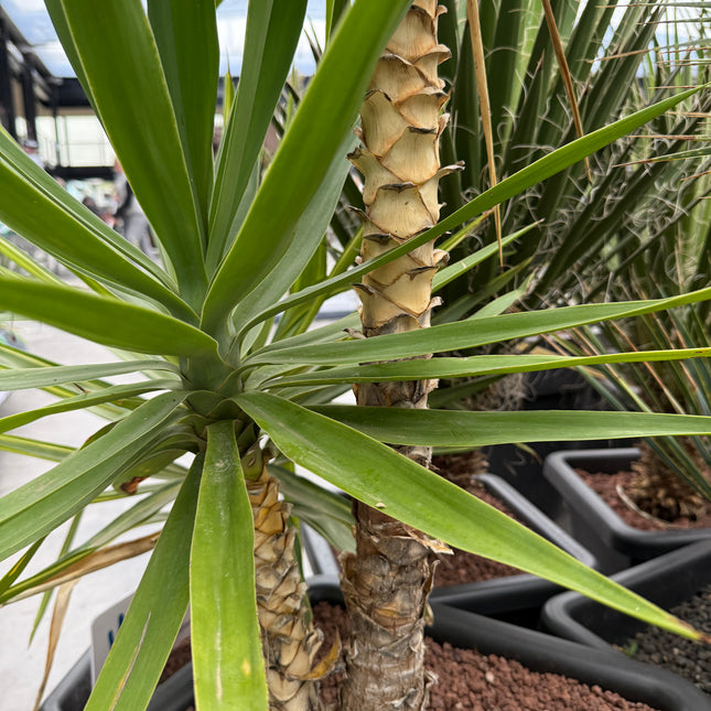Yucca elegans