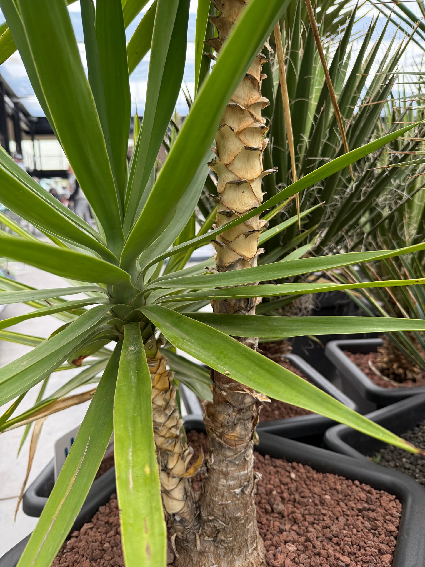 Yucca elegans