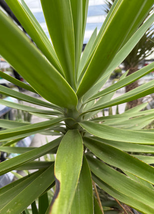 Yucca elegans