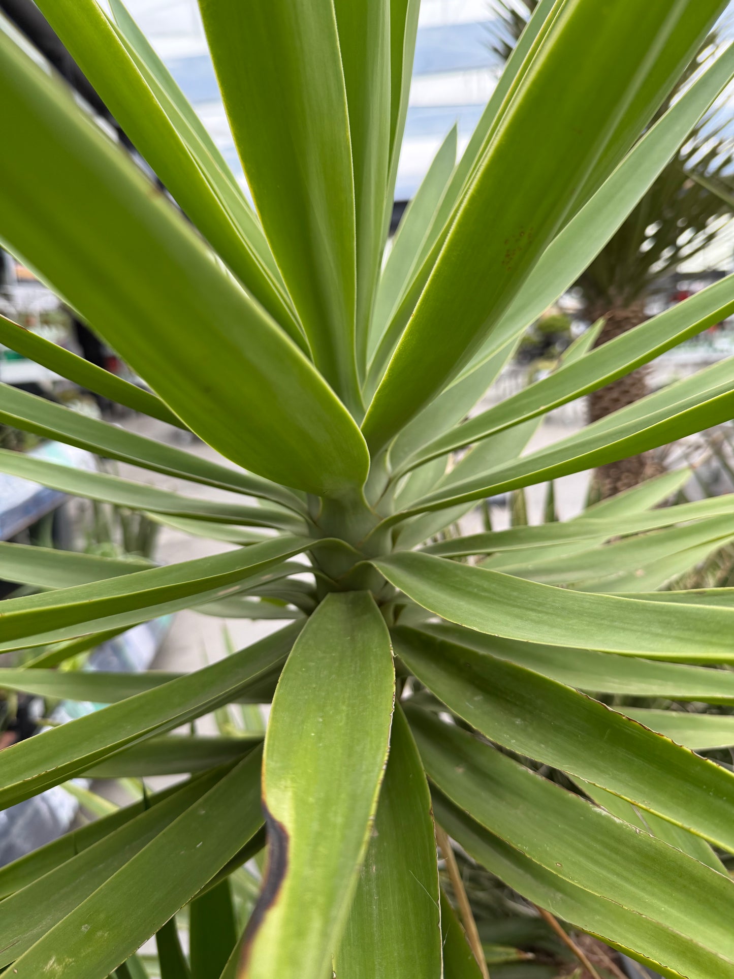 Yucca elegans