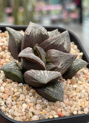 Haworthia ‘Pink Daruma’