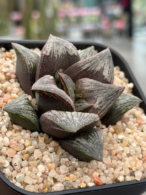 Haworthia ‘Pink Daruma’