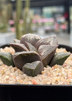 Haworthia ‘Pink Daruma’
