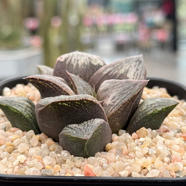 Haworthia ‘Pink Daruma’