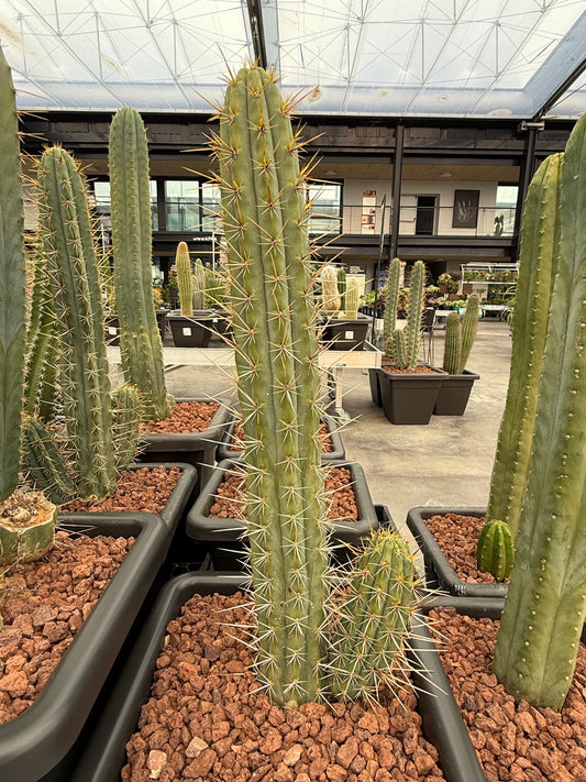 Trichocereus macrogonus subsp.
cuzcoensis