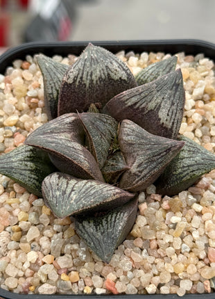 Haworthia ‘Pink Daruma’