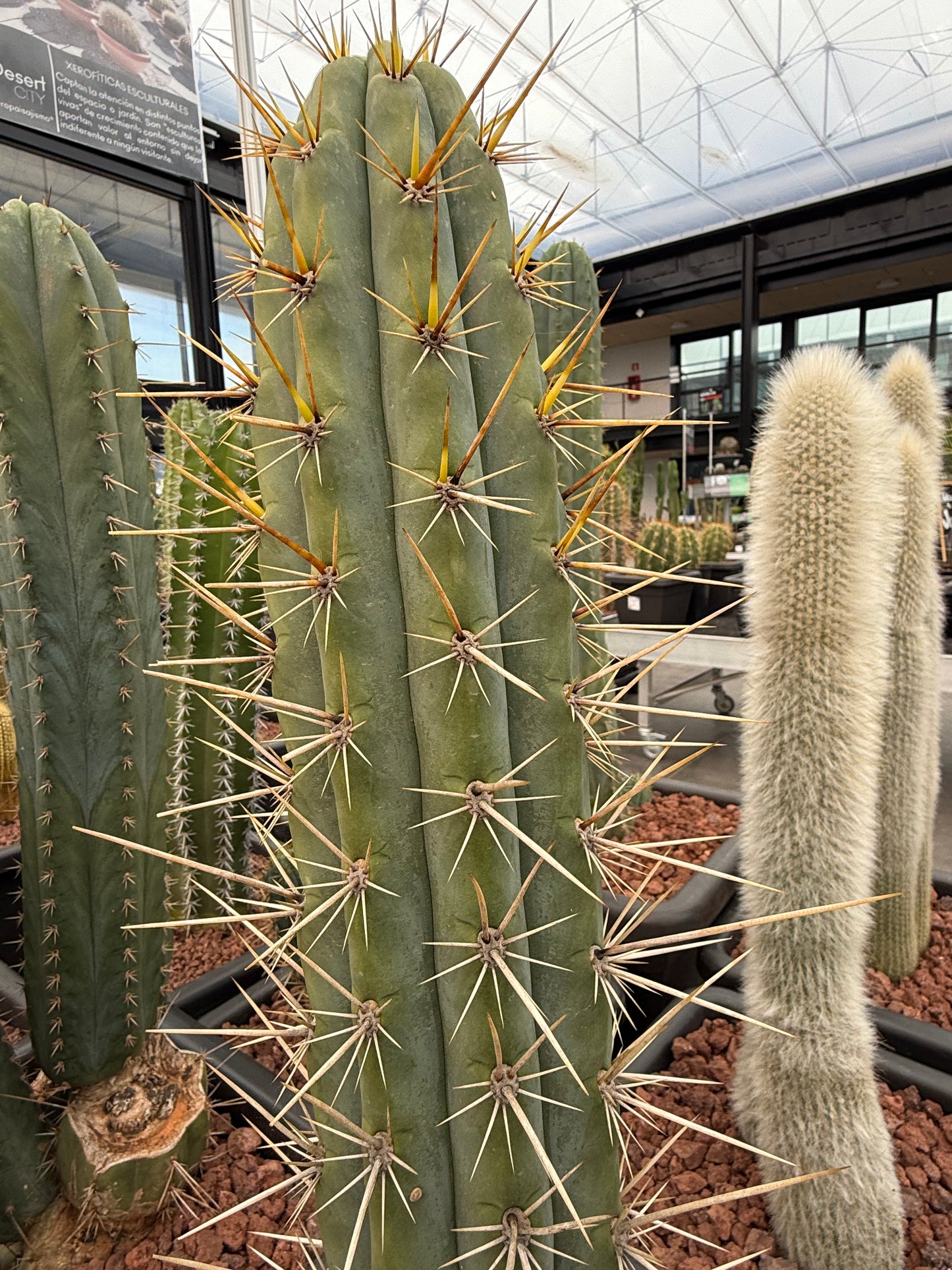 Trichocereus macrogonus subsp.
cuzcoensis