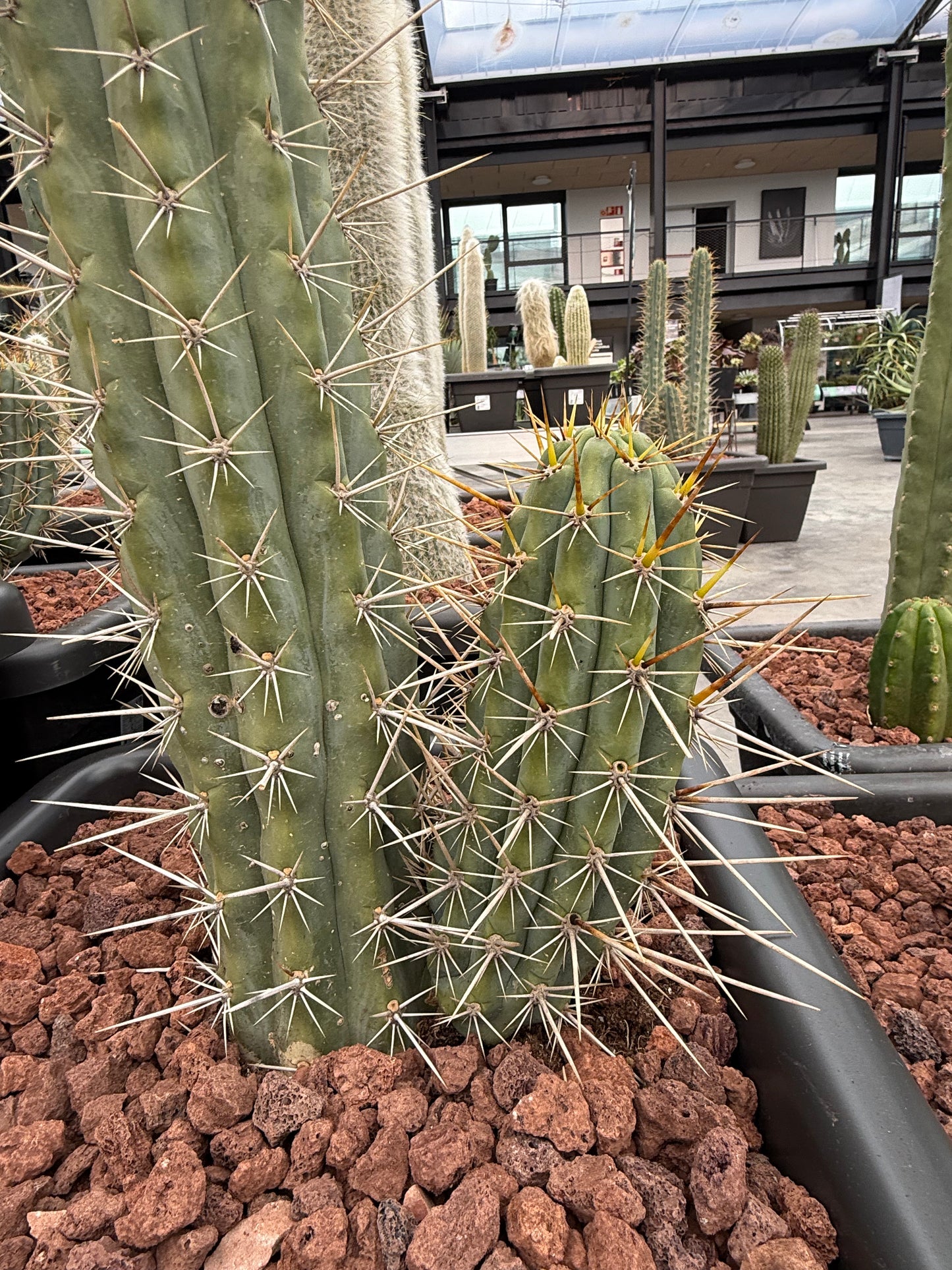 Trichocereus macrogonus subsp.
cuzcoensis