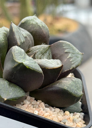 Haworthia ‘Kurohime’